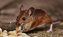 24 Hour & Emergency Exterminators in Chaseley, ND